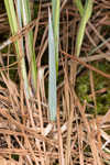 Barratt's sedge